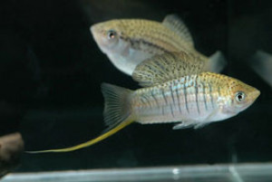 Xiphophorus nezahualcoyotl