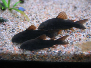 ZZ Corydoras sp.aeneus "black  Venezuela"