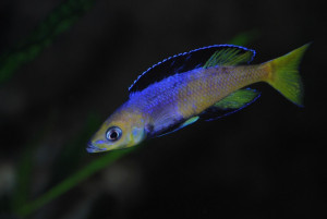 ZZ Cyprichromis sp. jumbo