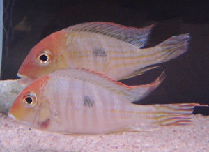 ZZ Geophagus sp. red head