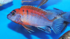 ZZ Labidochromis "Hongi Red Top"