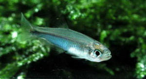 ZZ Petruichthys sp. 