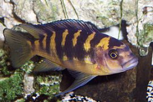 ZZ Pseudotropheus sp. "Deep Tanzania"