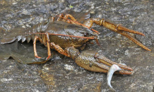 Astacus leptodactylus