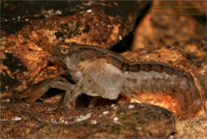 Cambarellus chapalanus