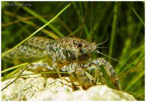 Cambarellus schmitti