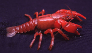 Cambarus dubius