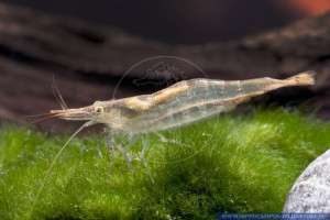 Caridina brevicarpalis brevicarpalis