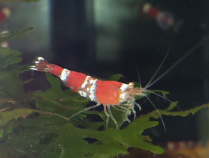 Caridina cf. logemanni