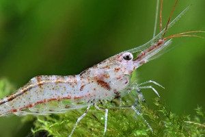 Caridina ensifera