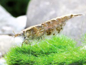 Caridina fernandoi