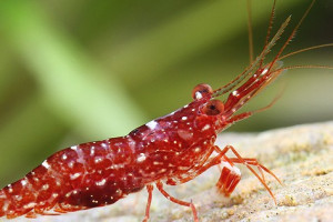 Caridina glaubrechti