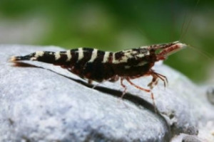 Caridina holthuisi