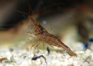 caridina longidigita