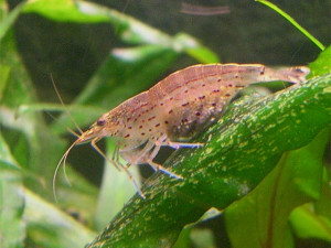 Caridina multidentata (ex Caridina japonica)