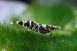 Caridina serratirostris