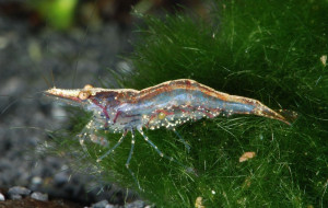 Caridina simoni