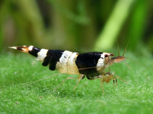 Caridina sp. bee