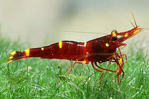 Caridina spinata 