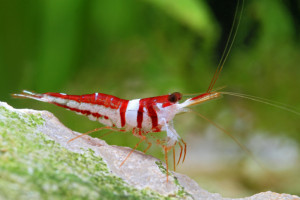 Caridina woltereckae