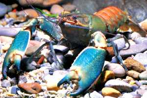 Cherax boesemani