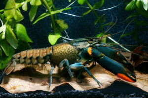 Cherax lorentzi