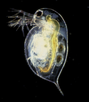 Daphnia pulex