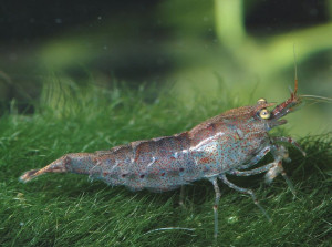 Neocaridina palmata