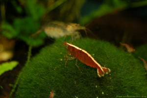 Neocaridina sp. zeylanica