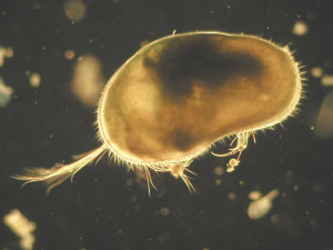 Ostracoda