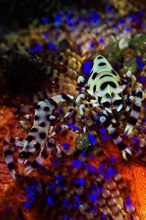 Periclimenes colemani