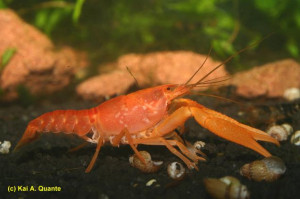 Procambarus milleri