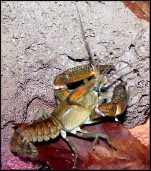 Procambarus vasquezae