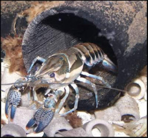 Procambarus versutus