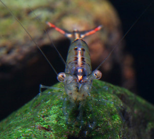 Xiphocaris elongata