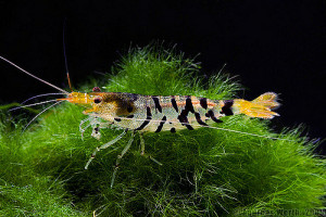 ZZ Caridina cf cantonensis