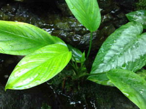 Aglaonema simplex