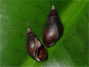 Melanopsis praemorsa (LINNAEUS 1758)