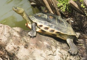 Mauremys sinensis