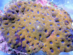 Acanthastrea echinata