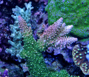 Acropora abrotanoides