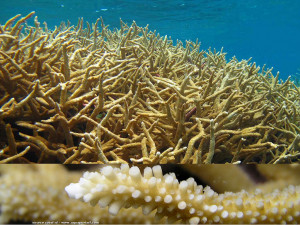 Acropora acuminata