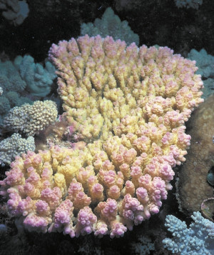 Acropora anthocercis