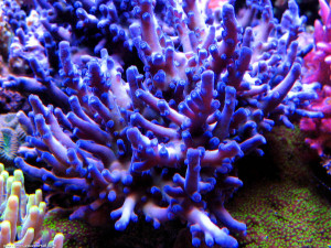 Acropora carduus