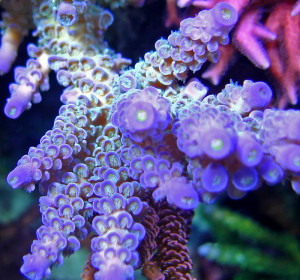 Acropora cerealis