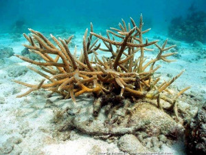 Acropora cervicornis