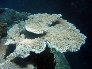 Acropora cytherea