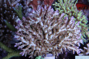 Acropora desalwii