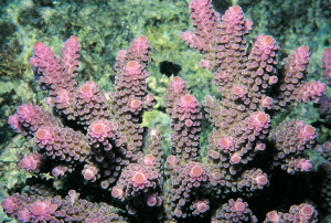 Acropora digitifera