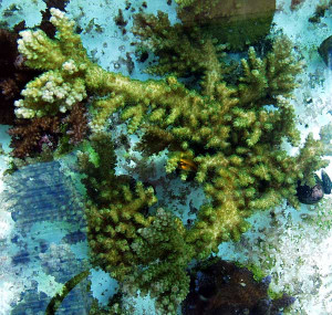 Acropora florida